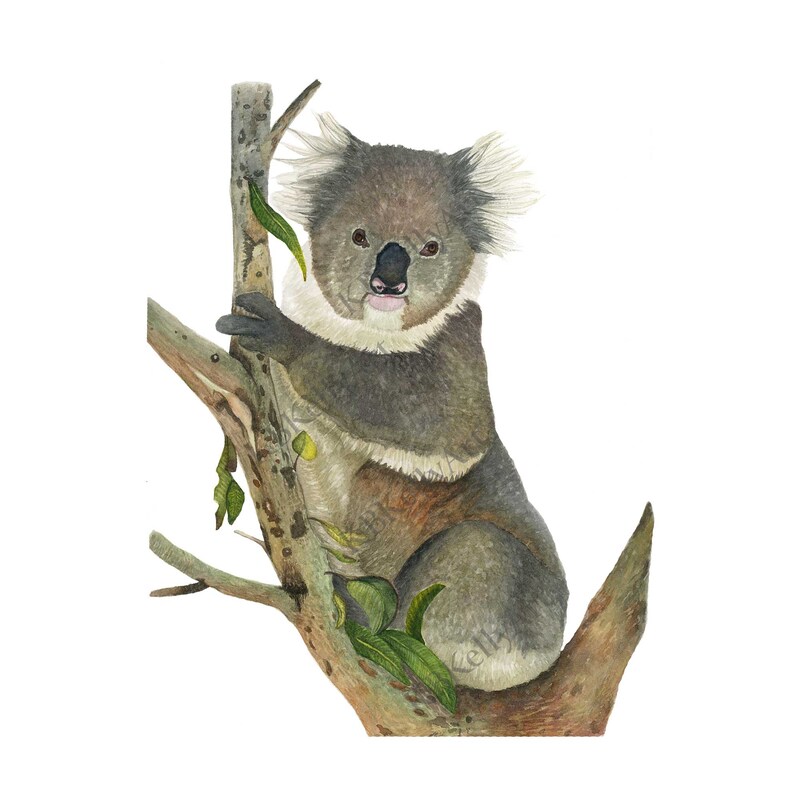 Koala Watercolor Print Koala in Tree Cute Koala Bear Painting Koala Wall Art Australia Artwork Australian Animal Wall Decor Koala Gifts